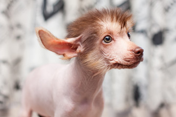 Fototapeta premium Chinese Crested pappy