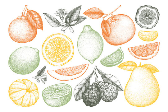 Vintage vector Ink hand drawn collection of citrus fruits isolated on white background. Sketched illustration of highly detailed citrus fruits outlines