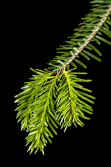 Young sprout. Young sprout of spruce isolated on black background.