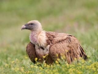 Griffon vulture (Gyps fulvus)