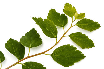 Young leaves on a branch shrub Spirea aguta (Brides wreath), iso