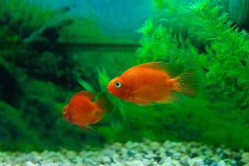 Red Blood Parrot Cichlid in aquarium plant green background. Goldfish, funny orange colorful fish - hobby concept