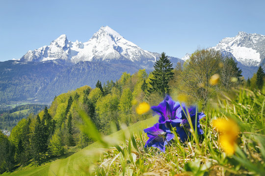 Wanderung Berchtesgadner Alpen mit Blick auf den Watzmann und Enzian