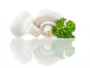 Champignon  on white background