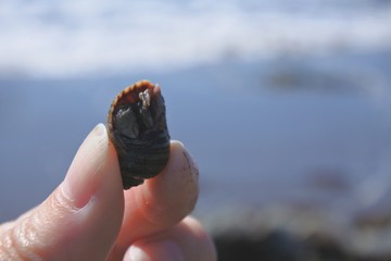 Holding hermit crab