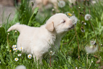 Smelling flowers