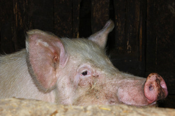 pig in the shed