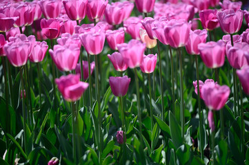 Tulips / Tulips in Amsterdam, netherlands 
