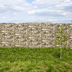 The birch on background of brick wall with cloud sky