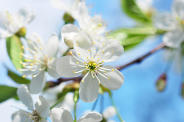 White cherry blossom