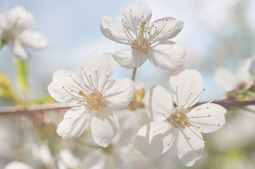 White cherry blossom