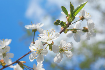 White cherry blossom