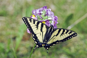 Swallow-tail Butterfly feeding nectar from pink flowers