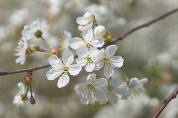 White cherry blossom