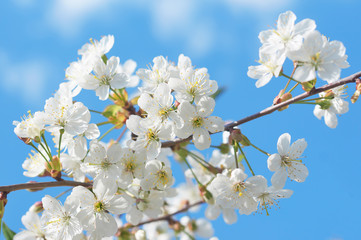 White cherry blossom