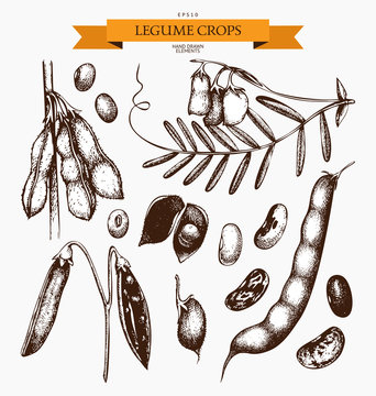 Vector collection of ink hand drawn legume crops sketches. Vintage set of legumes and legume products. Farm fresh and organic food illustration