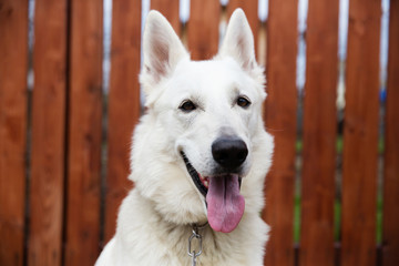 White Swiss shepherd dog, wooden fence on background