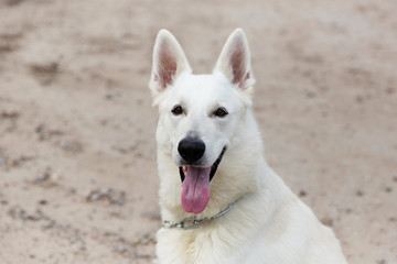 White Swiss shepherd dog on the road