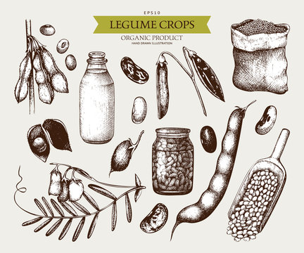 Vector collection of ink hand drawn legume crops sketches. Vintage set of legumes and legume products. Farm fresh and organic food illustration