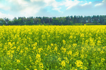 Fototapeta premium yellow flower in a field landscape