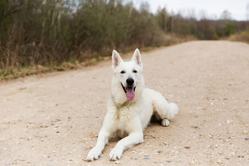 White Swiss shepherd dog lie on the road