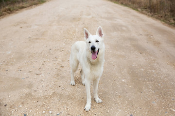 Obraz premium White Swiss shepherd dog stand on the road
