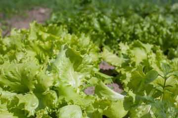 salad in garden