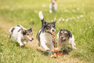 Freche Hunde beim Spielen auf einem Feldweg - Jack Russell Terrier