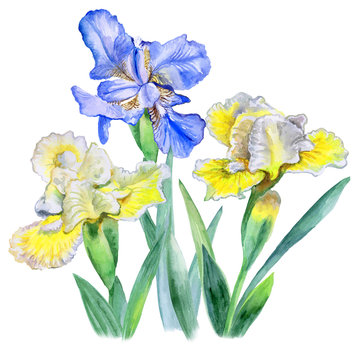 Flower of iris drawing by watercolor