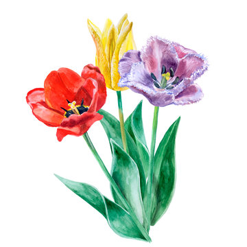Watercolor sketch of purple, yellow and red tulips isolated