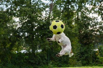 Front view of dog with soccer ball instead head jumping high