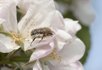 chafer on apple tree