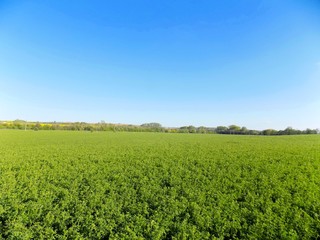 Clover field, forest and sky