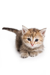 Ginger tabby kitten looking at the camera (isolated on white)