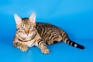 Fototapeta na wymiar Striped red cat on a blue background bengal