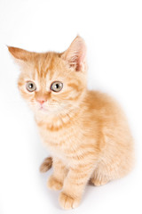 Ginger tabby kitten