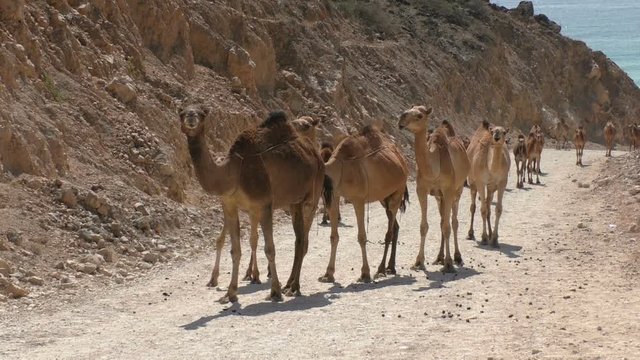 Camel train on a dirt road in the desert of Oman