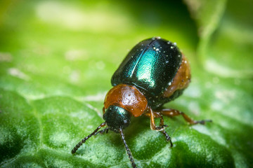 Shiny Leaf Beetle