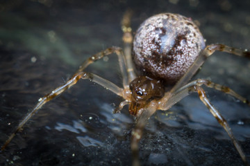 Common House Spider