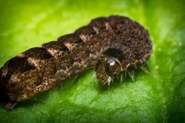 Yellow Underwing Caterpillar