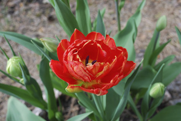 Double early red tulip blossom. Springtime.