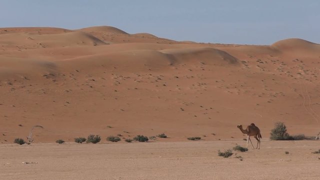 Camel Family walking around in the desert, Oman