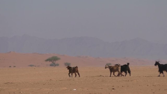 Group of Goats in the desert of Oman