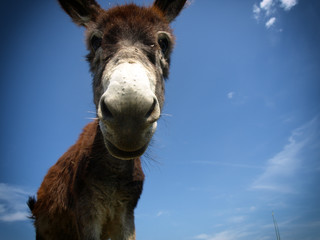 Fototapeta premium Donkey in a Field in sunny day