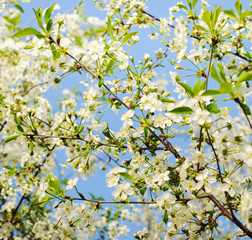 Branches of blooming cherry tree