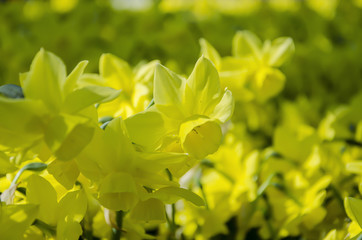 Fototapeta premium Tulips. Glade of tulips in the park. Keukenhof. Holland.