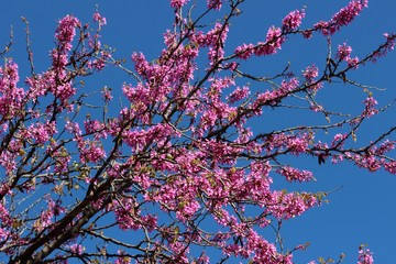 Branches d'arbre de Judée en fleurs