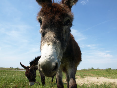 Donkey in a Field in sunny day