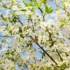 Branches of blooming cherry tree