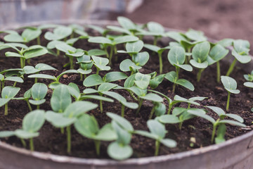 Young cucumber seedlings in the ground